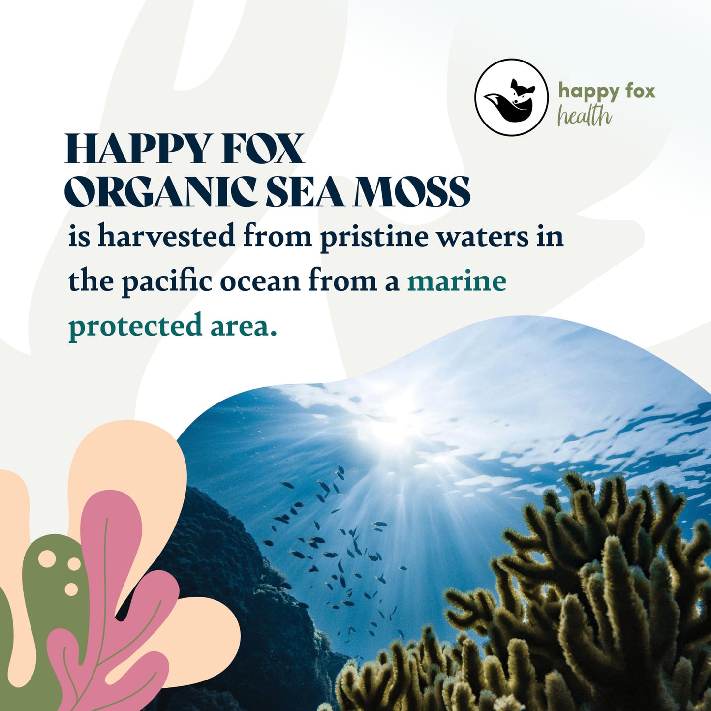 HAPPY FOX Organic Sea Moss Raw Gold - Makes 75oz of Seamoss Gel Rich in Vitamins & Minerals, Certified Non-GMO, Wildcrafted, Sundried Superfood - 100 gram Bag